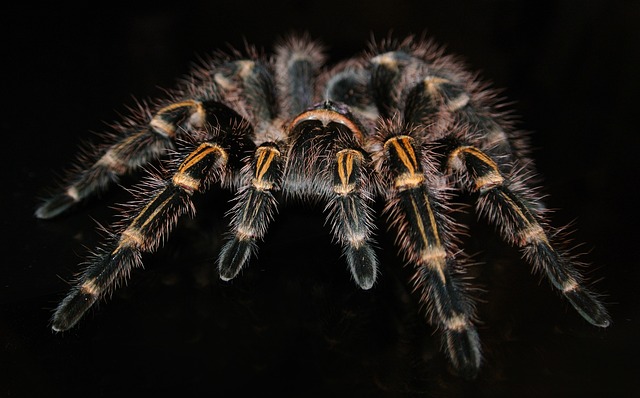 Crassicrus