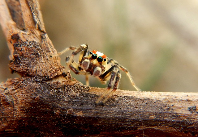 Aphonopelma