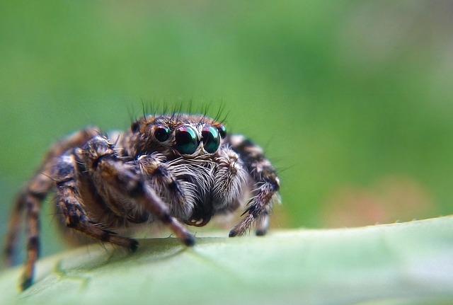 Cyrtogrammomma