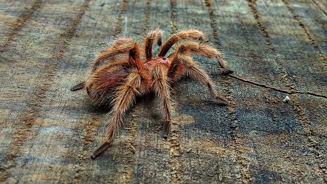 Cyriocosmus
