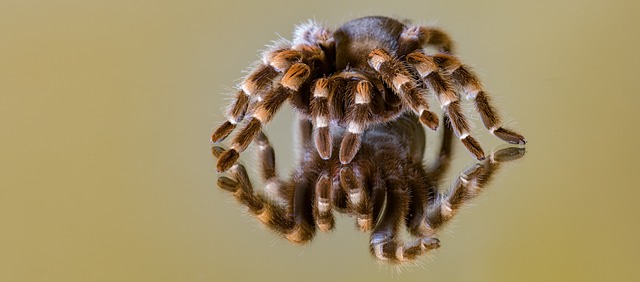 Aphonopelma
