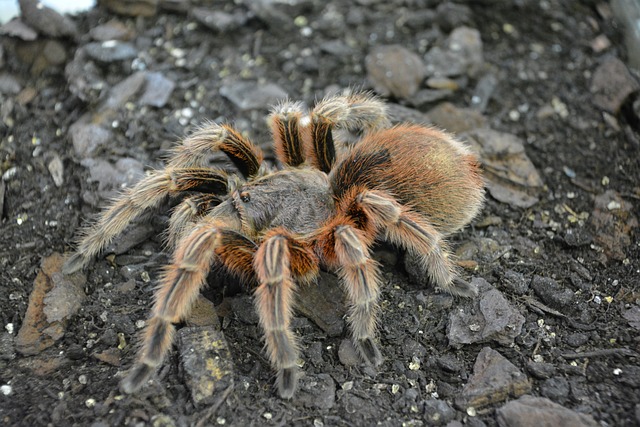 Crassicrus