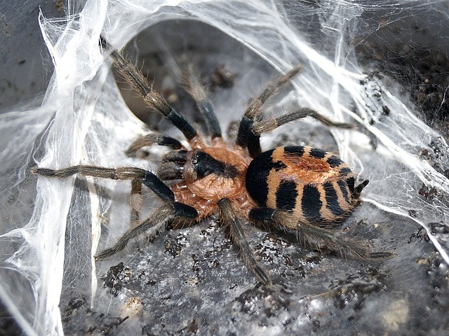 Aphonopelma