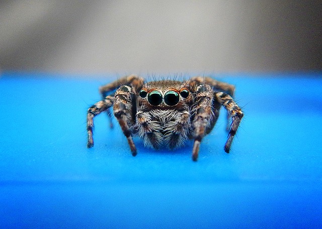 Cyriocosmus