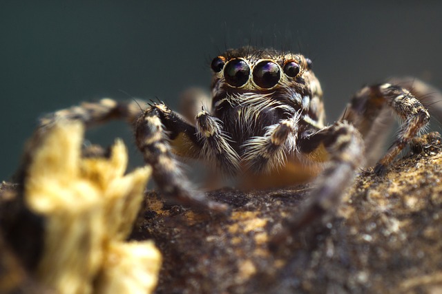 Cyriocosmus