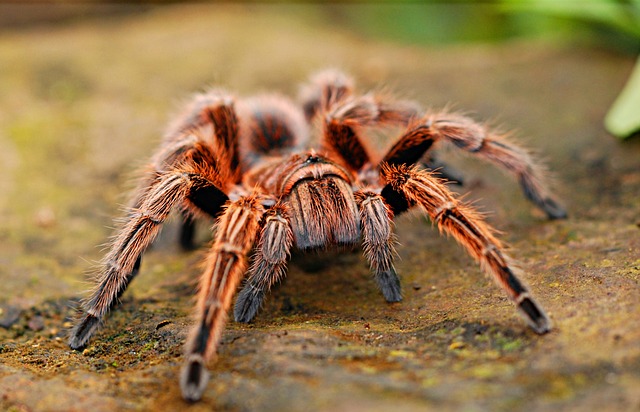 Aphonopelma