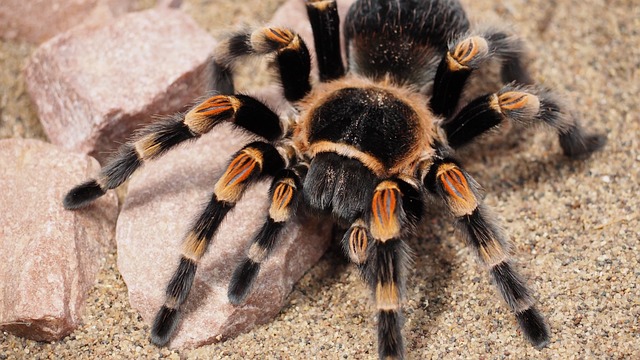 Aphonopelma