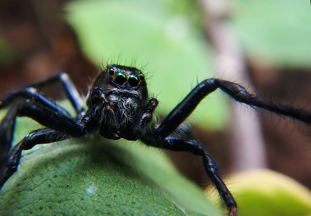 Brachypelma