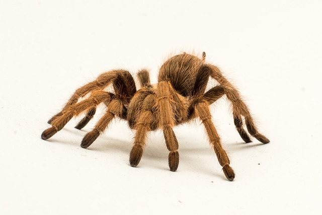 Cyriopagopus
