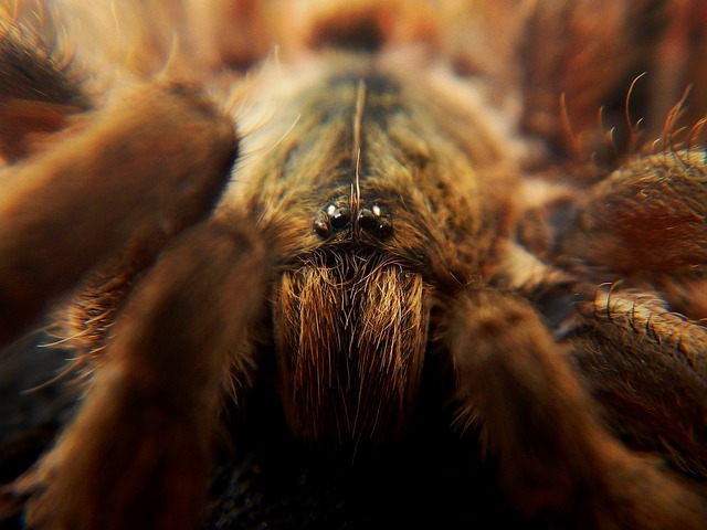 Aphonopelma