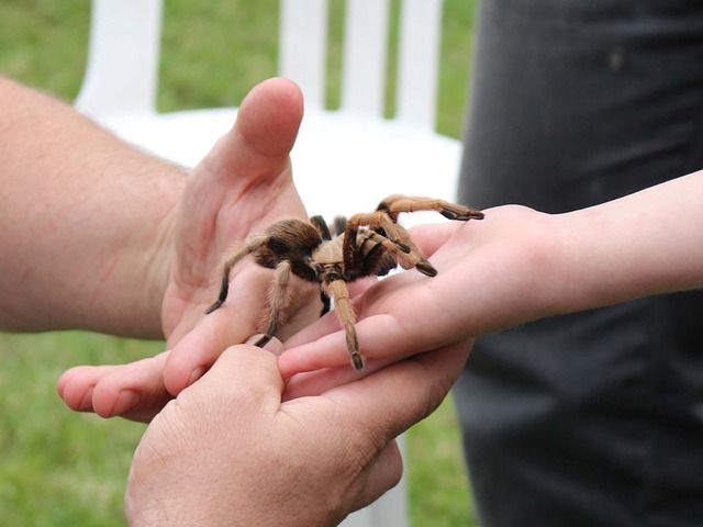 Chilobrachys