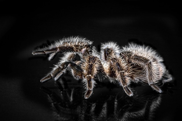 Aphonopelma