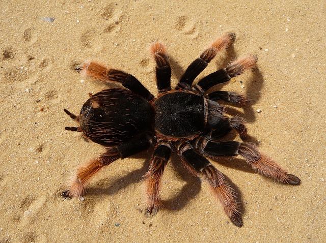 Brachypelma