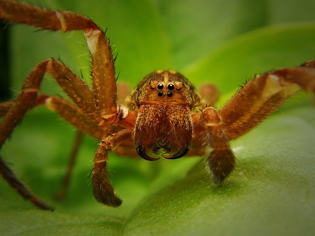 Chaetopelma