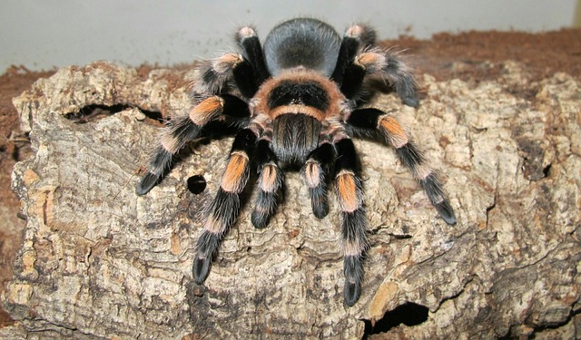 Caribena