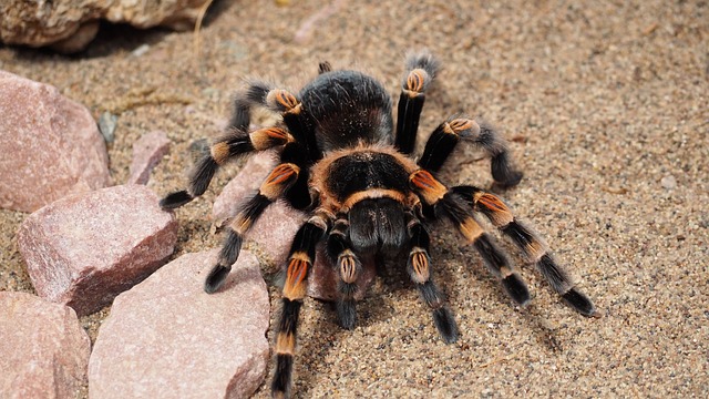Coremiocnemis