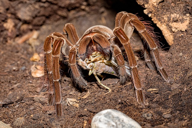 Brachionopus