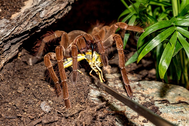 Avicularia