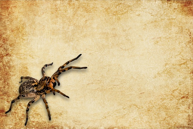 Bonnetina