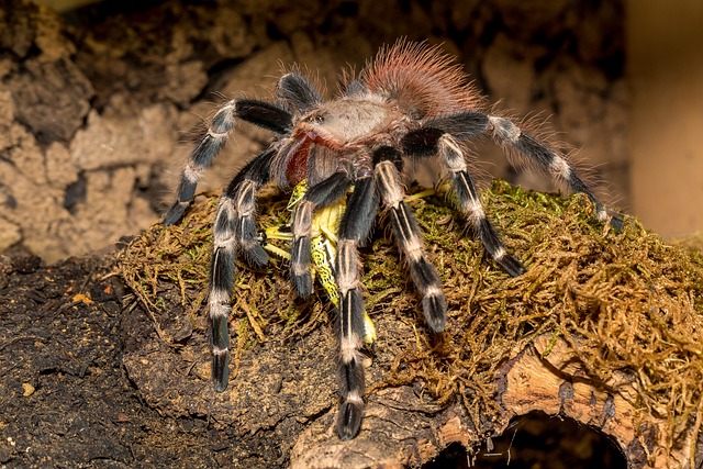 Ceratogyrus