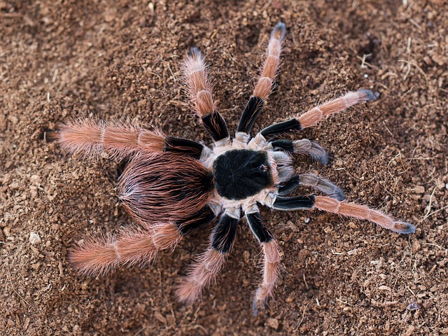 Bistriopelma