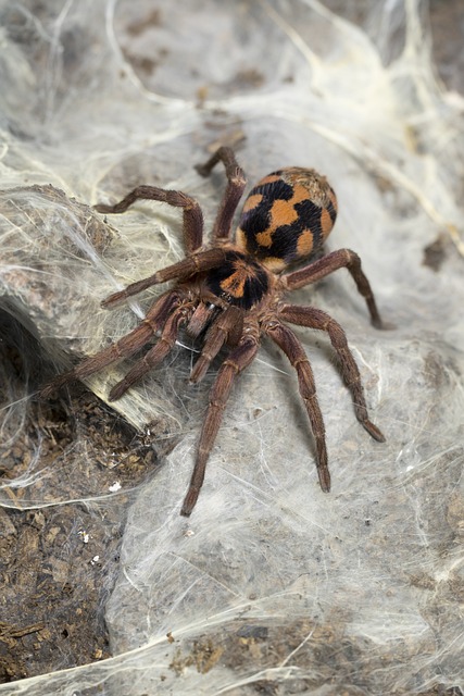 Cyriopagopus