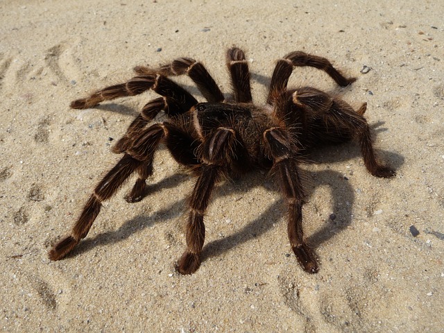 Augacephalus