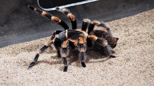 Aphonopelma