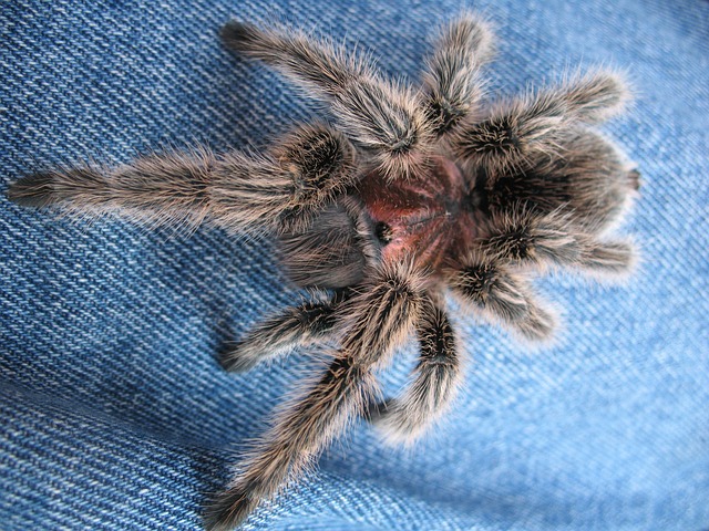 Bonnetina