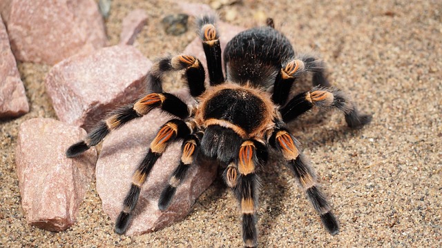 Cyriocosmus