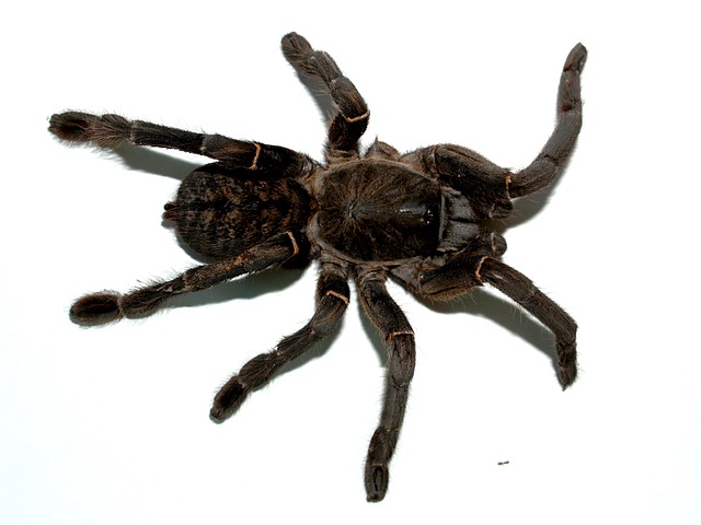 Coremiocnemis