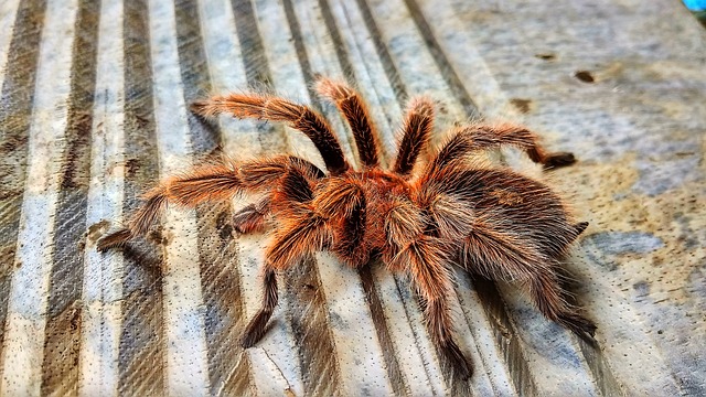Bumba