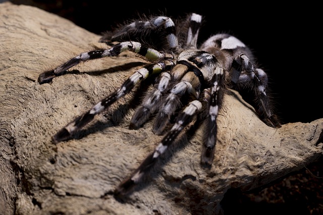 Cardiopelma