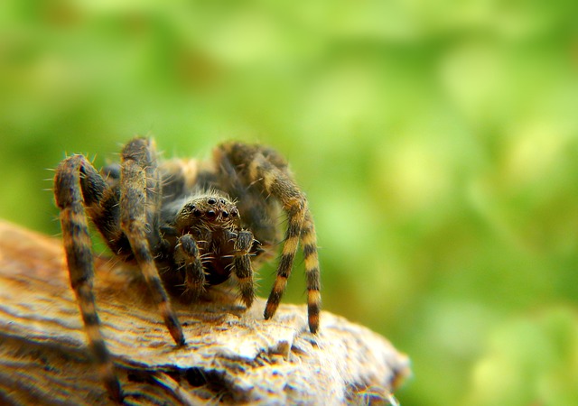 Cyriopagopus