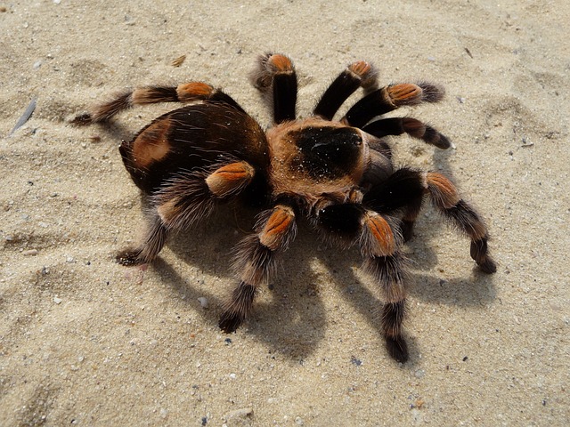 Chilobrachys