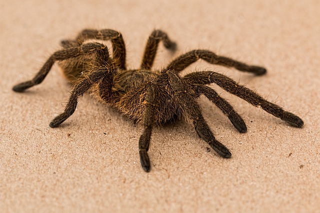 Bonnetina
