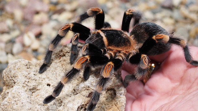 Cyriopagopus