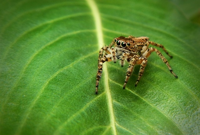 Augacephalus