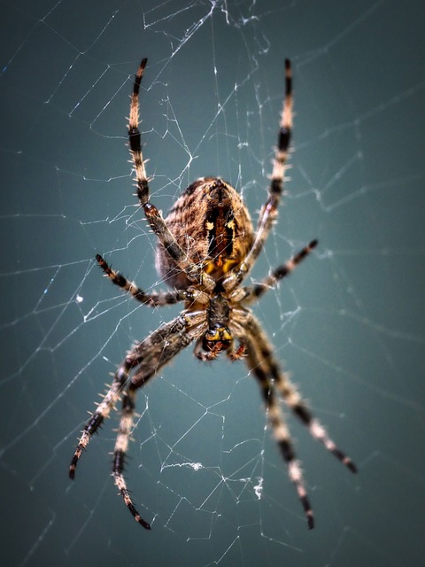 Cyrtogrammomma