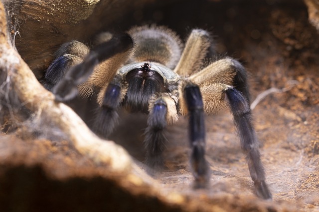 Aphonopelma