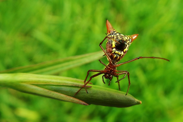 Brachionopus