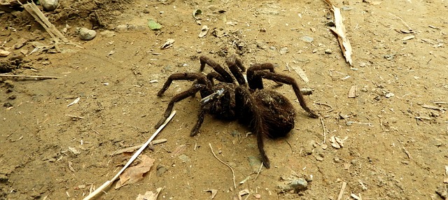 Augacephalus