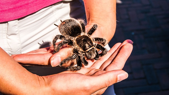 Brachionopus
