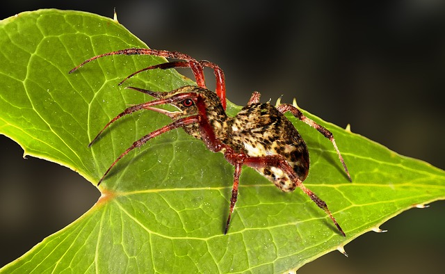 Cyriopagopus