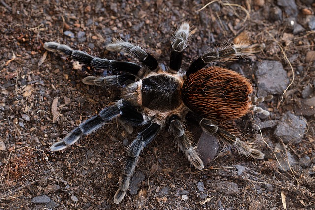 Aphonopelma