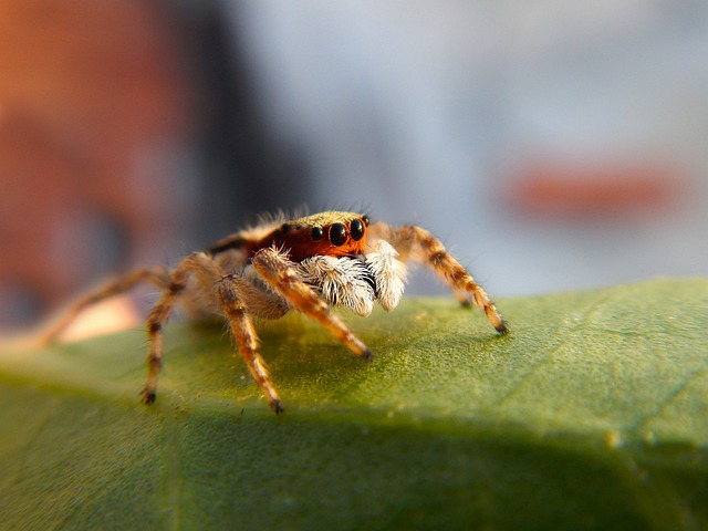 Bonnetina