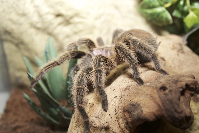 Bistriopelma