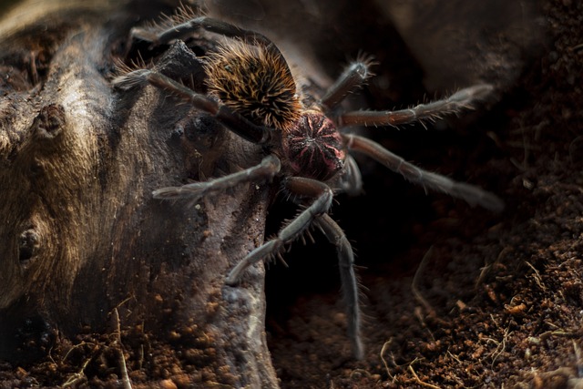 Coremiocnemis