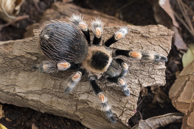 Cyriocosmus