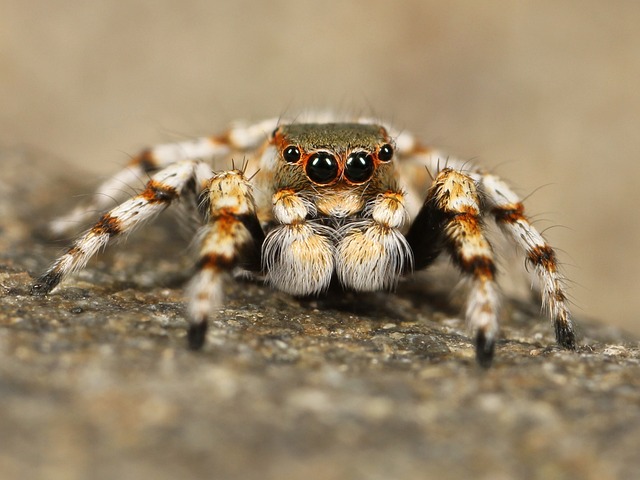 Cyrtopholis
